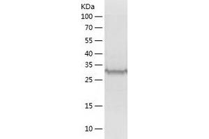 Western Blotting (WB) image for RAD51 Homolog D (RAD51D) (AA 1-328) protein (His tag) (ABIN7124769) (RAD51D Protein (AA 1-328) (His tag))