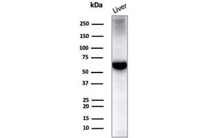 anti-Albumin (ALB) antibody