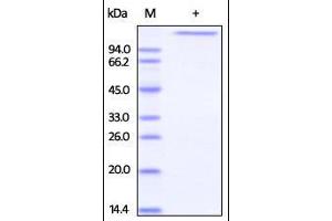 Human Jagged 1, His Tag on SDS-PAGE under reducing (R) condition. (JAG1 Protein (AA 34-1046) (His tag))