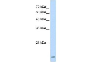 WB Suggested Anti-UBE2I Antibody Titration:  2.