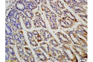 Formalin-fixed and paraffin embedded rat colon labeled with Anti OLFM4 Polyclonal Antibody, Unconjugated  at 1:200 followed by conjugation to the secondary antibody and DAB staining