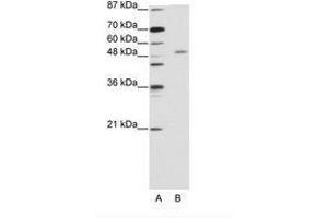 Image no. 1 for anti-Zinc Finger and SCAN Domain Containing 25 (ZSCAN25) (C-Term) antibody (ABIN203159) (Zinc Finger and SCAN Domain Containing 25 (ZSCAN25) (C-Term) anticorps)