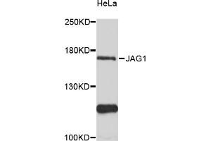 Western blot analysis of extracts of HeLa cells, using JAG1 antibody (ABIN6291335) at 1:3000 dilution. (JAG1 anticorps)