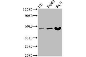 Western Blot Positive WB detected in: LO2 whole cell lysate, HepG2 whole cell lysate, Raji whole cell lysate All lanes: SERPINB2 antibody at 3. (SERPINB2 anticorps  (AA 293-389))