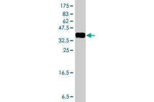 Western Blot detection against Immunogen (36.