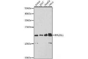 Western blot analysis of extracts of various cell lines using RPL26L1 Polyclonal Antibody at dilution of 1:3000. (RPL26L1 anticorps)