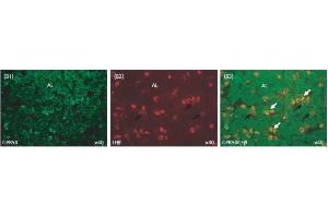 Image no. 2 for anti-KISS1 Receptor (KISS1R) (AA 375-396) antibody (ABIN2873009)