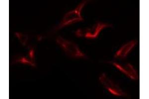 ABIN6276807 staining  293 cells by IF/ICC.