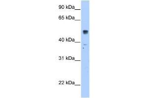 SLC35F5 antibody used at 2. (SLC35F5 anticorps  (C-Term))