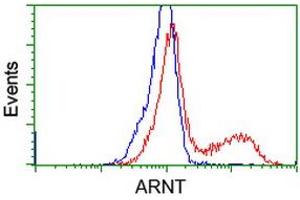 Image no. 7 for anti-Aryl Hydrocarbon Receptor Nuclear Translocator (ARNT) antibody (ABIN1496729) (ARNT anticorps)