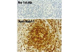 Immunohistochemistry (IHC) image for anti-RAB11A, Member RAS Oncogene Family (RAB11A) (C-Term) antibody (ABIN1440026) (RAB11A anticorps  (C-Term))