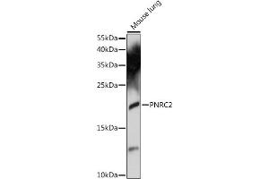 Western blot analysis of extracts of mouse lung, using PNRC2 antibody (ABIN7269556) at 1:1000 dilution. (PNRC2 anticorps  (AA 1-100))