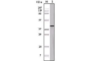 Western Blotting (WB) image for anti-Ovalbumin (OVA) antibody (ABIN1108541) (Ovalbumin anticorps)
