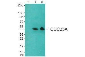 Western blot analysis of extracts from HeLa cells and 293 cells using Akt (Ab-326) antibody. (AKT1 anticorps  (Tyr326))