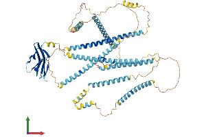 AlphaFold protein structure predicition of Human Recombinant NEXN Protein, UniprotID Q0ZGT2
