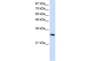 Western Blotting (WB) image for anti-Guanine Nucleotide Binding Protein (G Protein), beta Polypeptide 2-Like 1 (GNB2L1) antibody (ABIN2462197) (GNB2L1 anticorps)