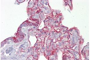 Anti-PTPN11 antibody IHC staining of human lung. (PTPN11 anticorps  (AA 143-192))