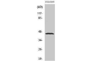 Western Blotting (WB) image for anti-Macrophage erythroblast Attacher (MAEA) (Internal Region) antibody (ABIN3174938) (MAEA anticorps  (Internal Region))