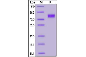 Biotinylated Human CD64, His,Avitag on  under reducing (R) condition.
