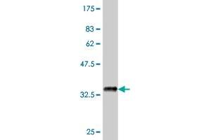 Western Blot detection against Immunogen (37.