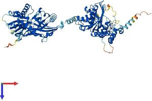AlphaFold protein structure predicition of Mouse Recombinant Atg7 Protein, UniprotID Q9D906