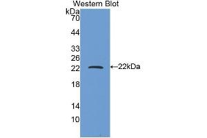 Western Blotting (WB) image for anti-Ferritin, Heavy Polypeptide 1 (FTH1) (AA 1-171) antibody (ABIN1078026) (FTH1 anticorps  (AA 1-171))