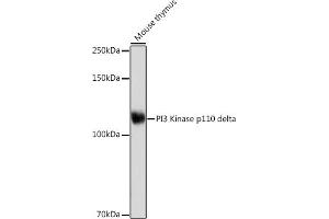 Western blot analysis of extracts of Mouse thymus, using PI3 Kinase p110 delta Rabbit mAb (ABIN7269326) at 1:1000 dilution. (PIK3CD anticorps)
