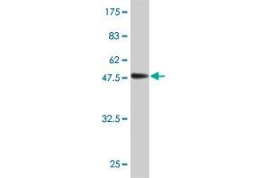 Western Blot detection against Immunogen (55. (C12ORF24 anticorps  (AA 1-273))