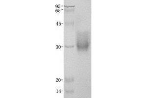 Validation with Western Blot