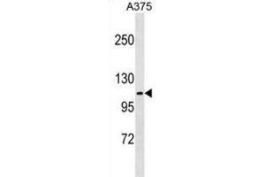 Western Blotting (WB) image for anti-FERM, RhoGEF (ARHGEF) and Pleckstrin Domain Protein 1 (Chondrocyte-Derived) (FARP1) antibody (ABIN5019452) (FARP1 anticorps)