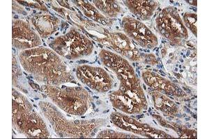 Immunohistochemical staining of paraffin-embedded Human Kidney tissue using anti-HARS2 mouse monoclonal antibody. (HARS2 anticorps)