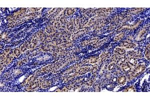 Detection of PON1 in Human Kidney Tissue using Polyclonal Antibody to Paraoxonase 1 (PON1)