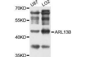 Western blot analysis of extracts of LO2 and U87 cells, using ARL13B antibody. (ARL13B anticorps)