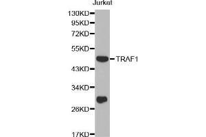 Western blot analysis of extracts of Jurkat cell line, using TRAF1 antibody. (TRAF1 anticorps  (AA 217-416))