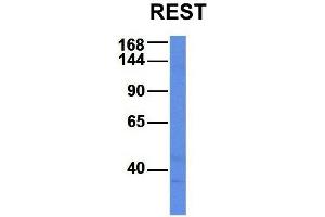 Host:  Rabbit  Target Name:  REST  Sample Type:  Human Fetal Liver  Antibody Dilution:  1.