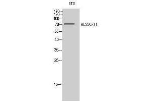 anti-Amyotrophic Lateral Sclerosis 2 (Juvenile) Chromosome Region, Candidate 11 (ALS2CR11) (C-Term) antibody