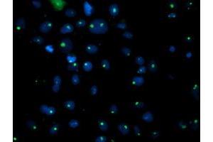 Immunofluorescence (IF) image for anti-phosphoglycerate Mutase 2 (Muscle) (PGAM2) antibody (ABIN1500172) (PGAM2 anticorps)