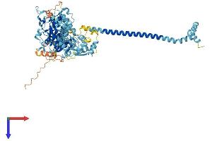 AlphaFold protein structure predicition of Human Recombinant AK7 Protein, UniprotID Q96M32
