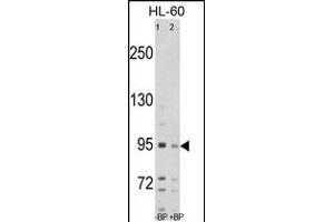 Western blot analysis of SEA Antibody (C-term) Pab (ABIN389214 and ABIN2839370) pre-incubated without(lane 1) and with(lane 2) blocking peptide in HL-60 cell line lysate. (SEMA6A anticorps  (C-Term))