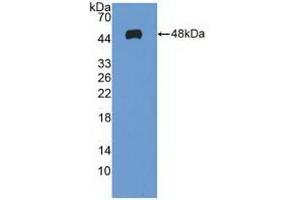 Detection of Recombinant MAX, Human using Polyclonal Antibody to MYC Associated Factor X (MAX) (MAX anticorps  (AA 2-160))