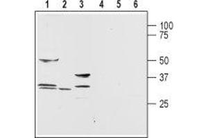Western blot analysis of rat brain (lanes 1 and 4), testis (lanes 2 and 5) and liver (lanes 3 and 6) membranes: - 1,2,3. (AQP9 anticorps  (Intracellular))