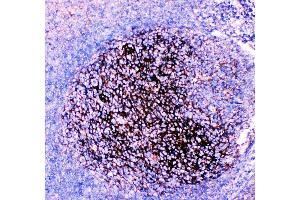 Anti-CD82 Picoband antibody, IHC(P) IHC(P): Human Tonsil Tissue (CD82 anticorps  (AA 98-267))