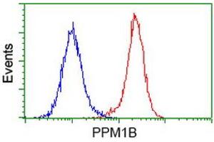Image no. 3 for anti-Protein Phosphatase, Mg2+/Mn2+ Dependent, 1B (PPM1B) antibody (ABIN1500376) (PPM1B anticorps)