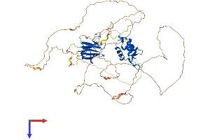 AlphaFold protein structure predicition of Mouse Recombinant Foxk2 Protein, UniprotID Q3UCQ1