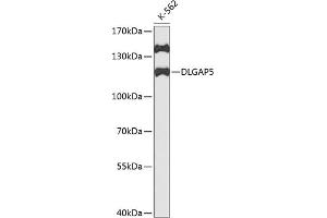Western blot analysis of extracts of K562 cells, using DLG antibody (ABIN3023189, ABIN3023190, ABIN3023191 and ABIN6219430) at 1:1000 dilution. (DLGAP5 anticorps  (AA 547-846))