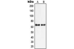 Western blot analysis of PIAS3 expression in MCF7 (A), HepG2 (B) whole cell lysates.