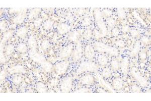 Detection of CYPA in Rat Kidney Tissue using Polyclonal Antibody to Cyclophilin A (CYPA)