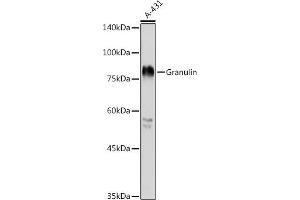 Western blot analysis of extracts of A-431 cells, using Granulin antibody (ABIN6131042, ABIN6141429, ABIN6141431 and ABIN6216066) at 1:1000 dilution. (Granulin anticorps  (AA 281-336))