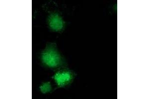 Anti-GBP5 mouse monoclonal antibody (ABIN2454090) immunofluorescent staining of COS7 cells transiently transfected by pCMV6-ENTRY GBP5 (RC206627). (GBP5 anticorps)