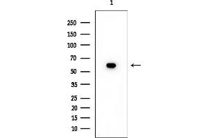 Western blot analysis of lysates from HUVEC cells, using SLC24A3 Mouse Monoclonal Antibody at 1/1000 dilution.